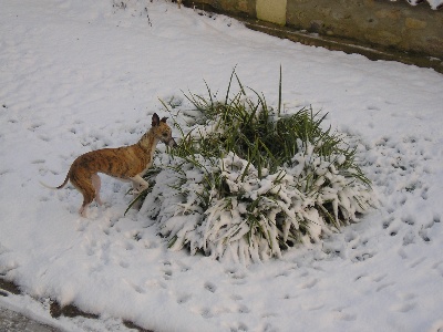 Of Howgate Wonder - Cassy dans la neige